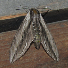 Sphinx vanbuskirki