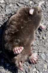 Scalopinae