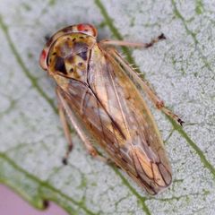Idiocerus lituratus
