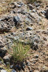 Allium polyrhizum