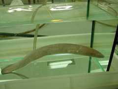 Eptatretus cirrhatus
