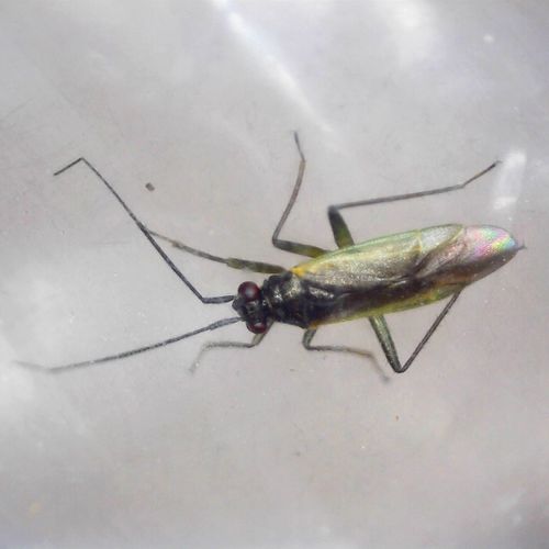 Sedge mirid bug