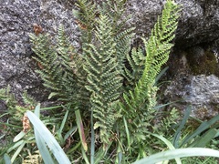 Cheilanthes scariosa