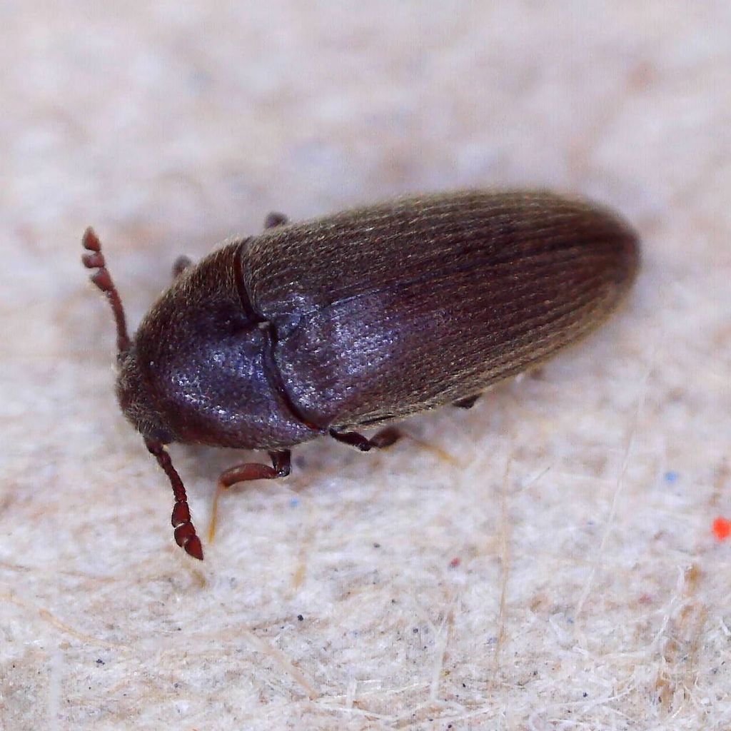 Trixagus carinifrons