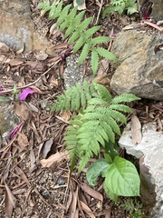 Deparia petersenii