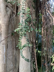 Psychotria serpens