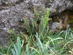 Cheilanthes scariosa