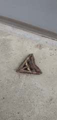 Melipotis bisinuata