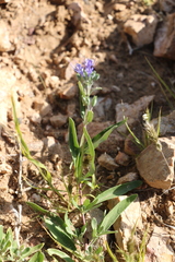 Caryopteris mongholica