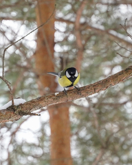 Parus major