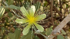 Capparis divaricata