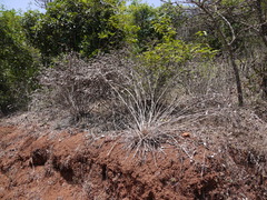 Strobilanthes reticulatus