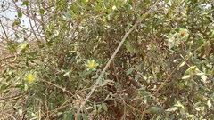 Capparis divaricata