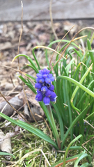 Muscari