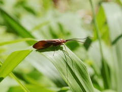 Anabolia