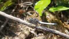 Orthetrum azureum