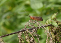 Anabolia