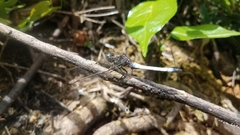 Orthetrum azureum