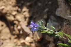 Caryopteris mongholica