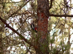 Dendrocopos major canariensis