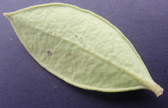 Robsonodendron maritimum