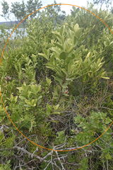 Robsonodendron maritimum