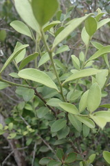 Robsonodendron maritimum