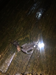 Pseudacris triseriata