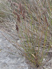 Thamnochortus fraternus