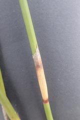 Thamnochortus fraternus