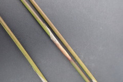 Thamnochortus fraternus