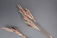 Thamnochortus fraternus