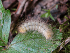 Spilosoma lutea