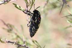 Julodis humeralis
