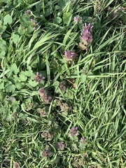 Lamium purpureum