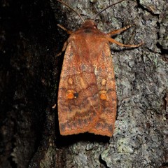 Eupsilia tristigmata