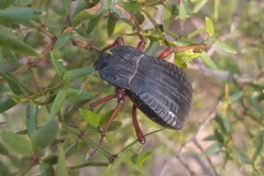 Epipedonota