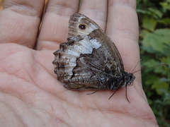 Hipparchia syriaca