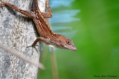 Anolis cybotes