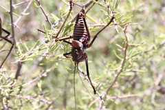 Acanthoplus longipes