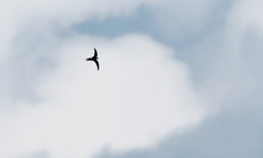 Panyptila cayennensis