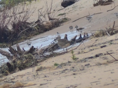 Numenius phaeopus hudsonicus