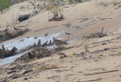 Numenius phaeopus hudsonicus