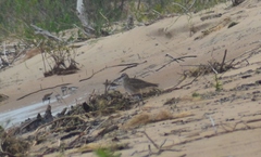 Numenius phaeopus hudsonicus