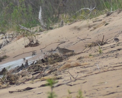 Numenius phaeopus hudsonicus
