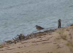 Numenius phaeopus hudsonicus