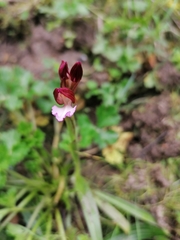 Anacamptis papilionacea papilionacea
