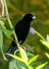 Ramphocelus flammigerus flammigerus