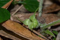 Asarum caudigerum
