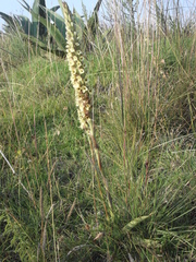 Dichromanthus michuacanus